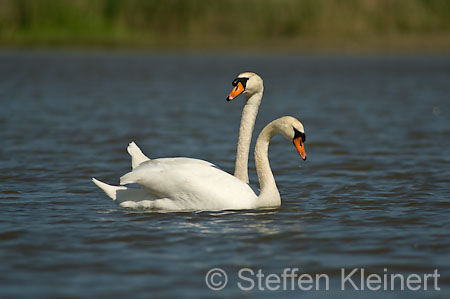 038 Höckerschwan (Cygnus olor)